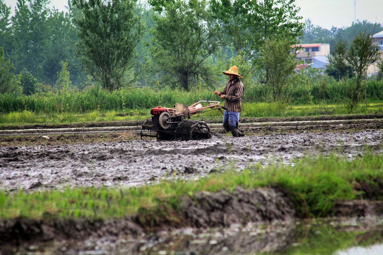 بحران کمبود آب زراعی در گیلان 