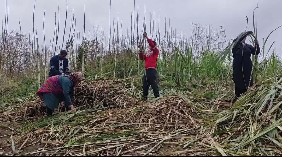 پشتیبانی و تأمین کود؛ حمایت جامع از کشاورزان شهرستان املش