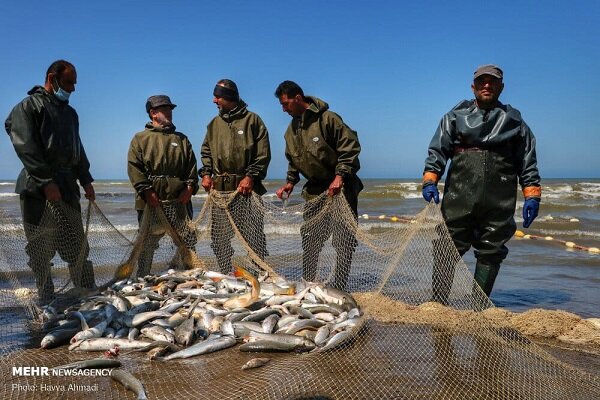 کاهش ۲۷ درصدی صید ماهیان استخوانی/ فصل صید تمدید شد