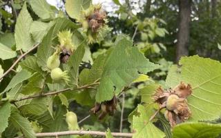 حمایت از باغداران فندق گیلان با تأمین و توزیع گسترده کودهای کشاورزی