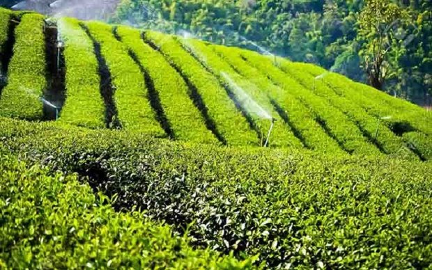 ارائه تسهیلات کم بهره برای تقویت صنعت چای