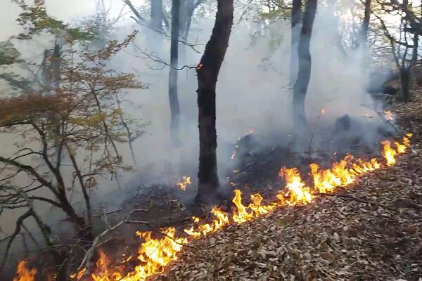 وقوع حریق در اراضی جنگلی ۳ شهرستان/ تداوم اطفاء آتش در شفت
