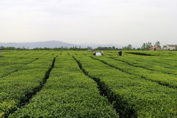 خرید بیش از ۱۱۵ هزار تُن برگ سبز چای از باغات شمال کشور