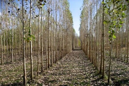 اجرای زراعت چوب ۲۵۰۰ هکتاری در اراضی ملی گیلان تا پایان سال