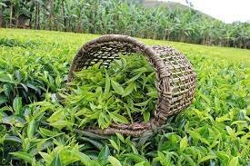 پایان برداشت چین تابستانه برگ سبز چای در گیلان