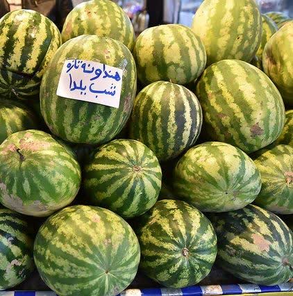 دقدقه شرکت خدمات حمایتی کشاورزی گیلان توزیع به موقع نهاده ها برای  محصول باکیفیت اصلی شب یلدا