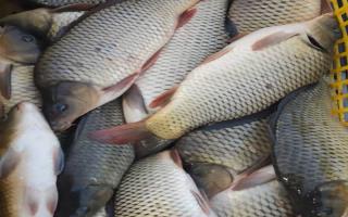 تلاش گیلان برای توسعه آبزی‌پروری؛ توزیع کود به پرورش‌دهندگان ماهی