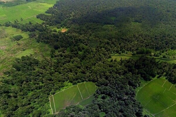 جنگل کاری ۳۵۰۰ هکتاری در گیلان/ درآمد میلیاردی زراعت چوب طی امسال