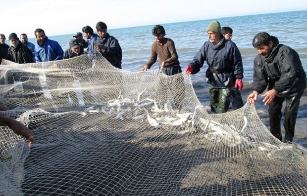 صید ۱۵۳۰ تن ماهیان استخوانی در نوار ساحلی گیلان