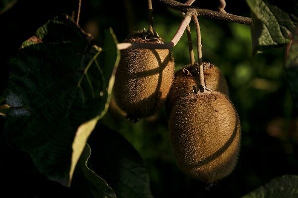 برداشت ۹۸ درصدی کیوی از باغات گیلان