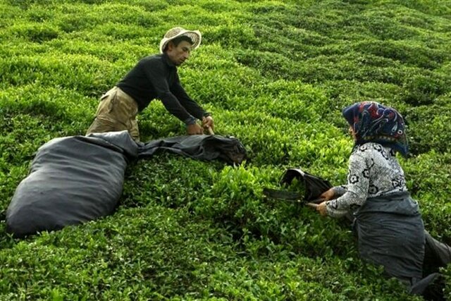 استحصال بیش از ۱۱ هزار تن چای خشک در کشور/۴۸ درصد مطالبات چایکاران باقی مانده است
