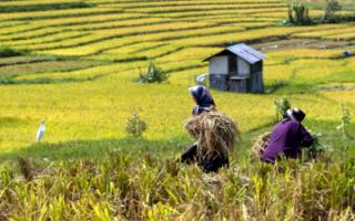 ۴ کشاورز گیلان نمونه کشوری شدند