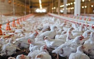 هشدار تولیدکنندگان مرغ درباره آینده بازار/ نهاده‌ها به پایان خط رسیدند!