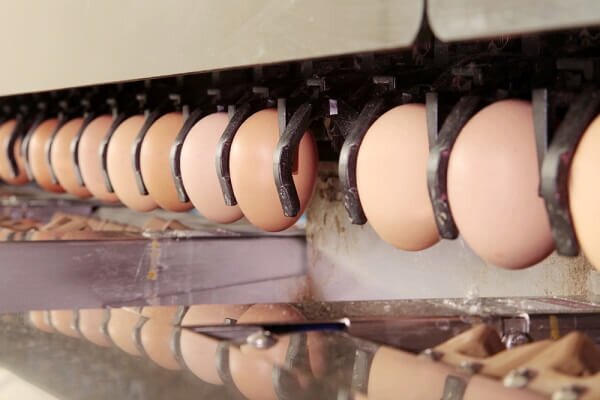 راه اندازی اولین واحد بسته بندی مکانیزه تخم مرغ در گیلان