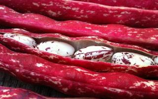 پیش بینی برداشت ۲۵۰۰ میلیاردی پاچ باقلای پاییزه در گیلان