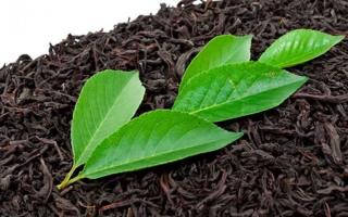 تلاش شرکت خدمات حمایتی کشاورزی گیلان برای توسعه پایدار صنعت چای