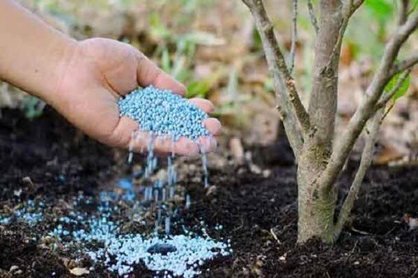  توزیع بیش از ۳ هزار تن کود شیمیایی در شهرستان رودبار تا پایان دی‌ماه ۱۴۰۴