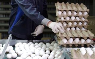 قیمت مصوب تخم‌مرغ درب مرغداری کیلویی چند؟